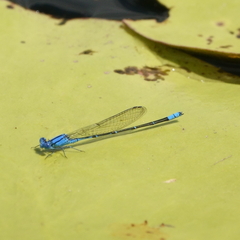 Pseudagrion cingillum