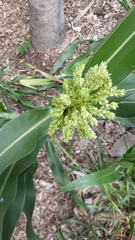 Sorghum bicolor