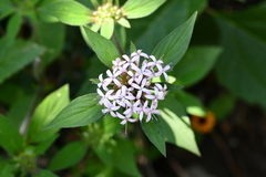 Crusea hispida