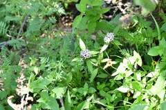 Crusea hispida