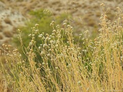 Gypsophila struthium