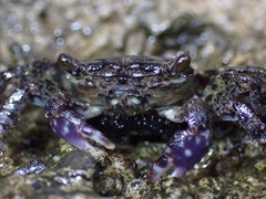 Metopograpsus thukuhar
