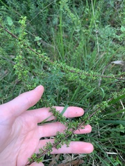 Cryptandra spinescens