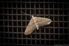 Araeopteron canescens