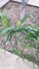 Sorghum bicolor