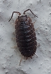 Porcellio scaber