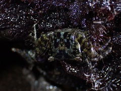 Metopograpsus thukuhar
