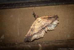 Philogethes metableta