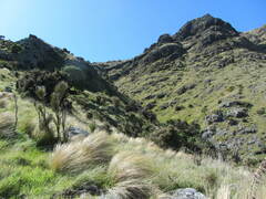 Carmichaelia australis