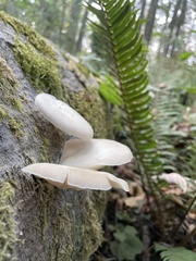 Pleurotus ostreatus