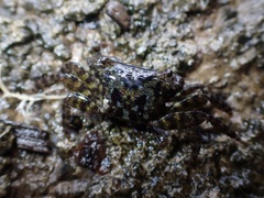 Metopograpsus thukuhar