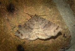 Lithilaria proestans