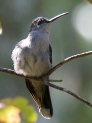 Campylopterus largipennis