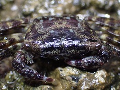 Metopograpsus thukuhar