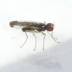 Anthomyzidae
