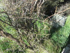 Parsonsia heterophylla