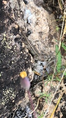 Sceloporus albiventris