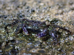 Metopograpsus thukuhar