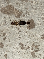 Forficula auricularia