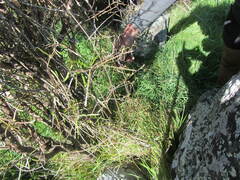 Parsonsia heterophylla