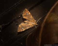 Musotima nitidalis