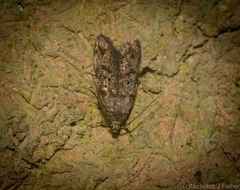 Copromorphidae