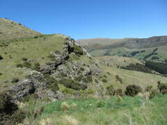 Parsonsia heterophylla