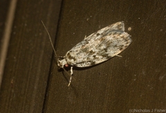 Barea nymphica