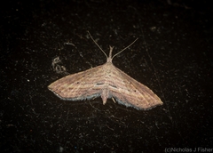 Stenopaltis lithina