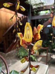 Thunbergia mysorensis