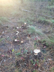 Amanita persicina