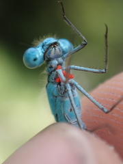 Arrenurus