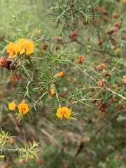 Dillwynia sieberi