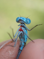 Arrenurus