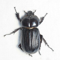 Phileurus