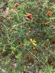 Dillwynia sieberi