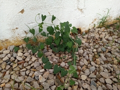 Aristolochia baetica