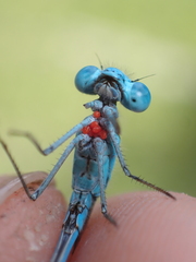 Arrenurus