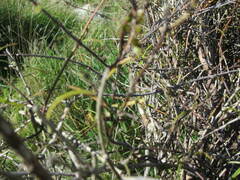 Parsonsia heterophylla