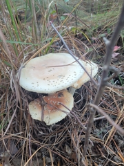 Amanita persicina