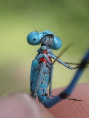 Arrenurus