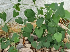 Aristolochia baetica