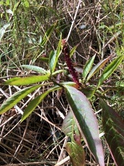 Phytolacca octandra