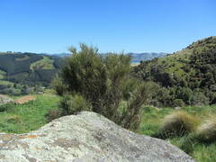 Carmichaelia australis