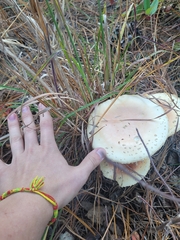 Amanita persicina