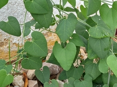 Aristolochia baetica