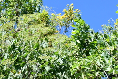 Verbesina trilobata