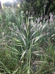 Bromus diandrus