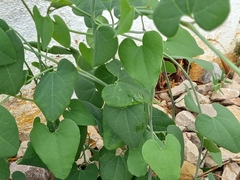 Aristolochia baetica