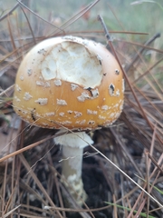 Amanita persicina
